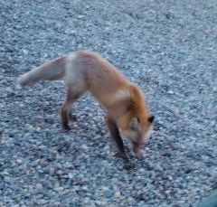 きたきつね.jpg
