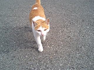 neko0.jpg