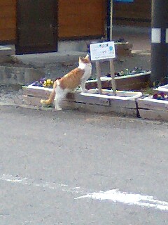 neko2.jpg