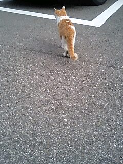 neko5.jpg
